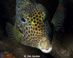 Spotted trunk fish in Bonaire by Jim Garber 